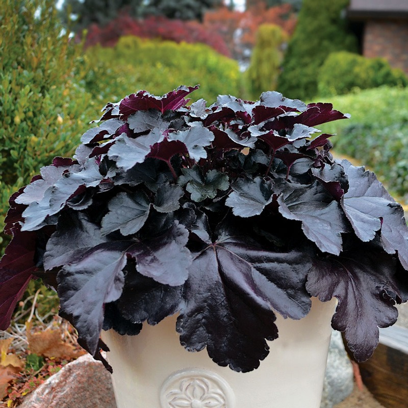 Black Pearl