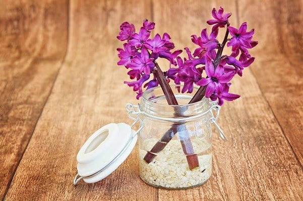 (GERANIUMS (PELARGONIUM یا گل شمعدانی