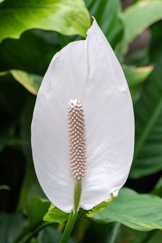 گل (IRISES (IRIS یا زنبق