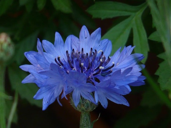 گل (CORNFLOWER (CENTAUREA CYANUS