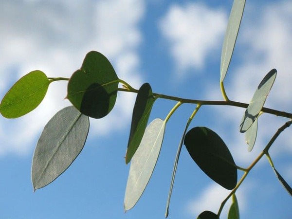 گل (EUCALYPTUS (EUCALYPTUS GLOBULUS