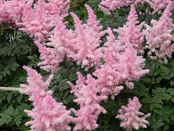 گل (FALSE GOAT’S (ASTILBE