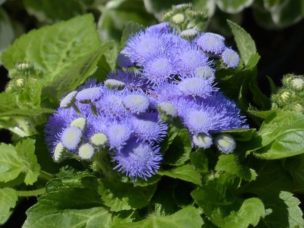 گل (FLOSS FLOWER (AGERATUM