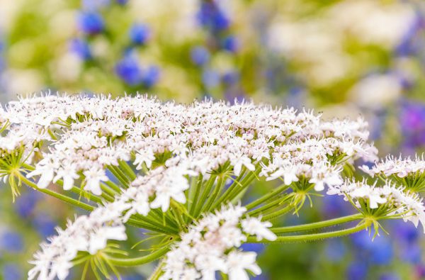 پرورش گل Saxifraga گل ساکسی فراژ یا ساکسی فراگا