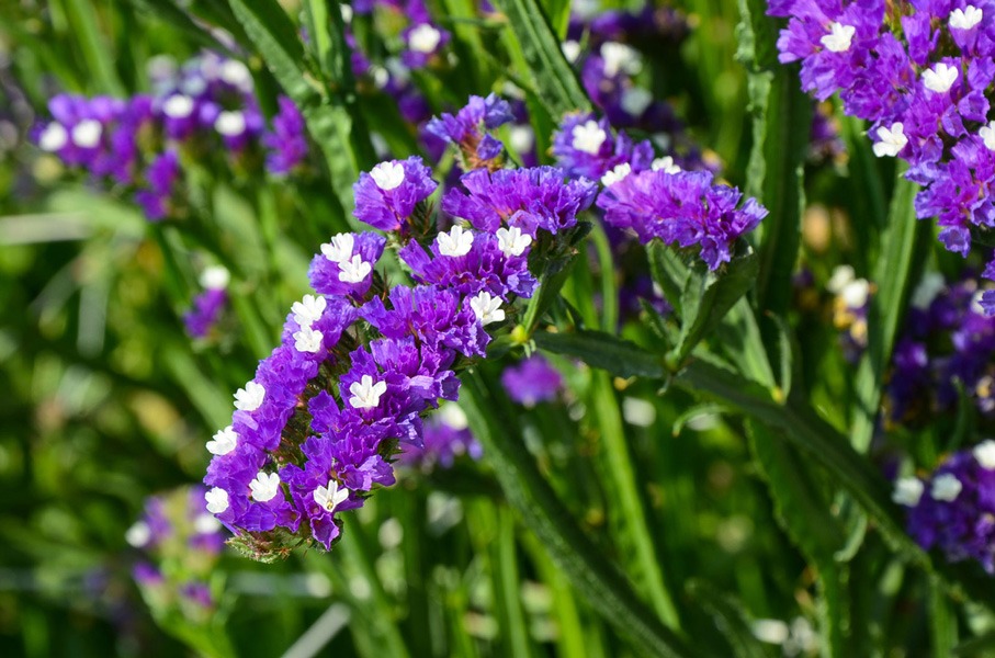 گل زنبوری