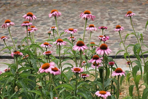 گل (CONEFLOWER (ECHINACEA