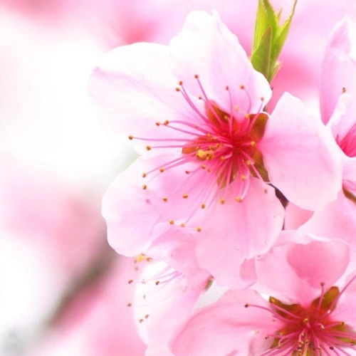 شکوفه گیلاس