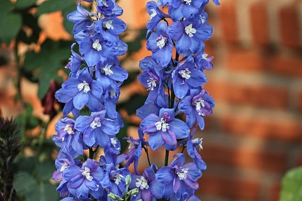 گل LARKSPUR (دلفینیم)
