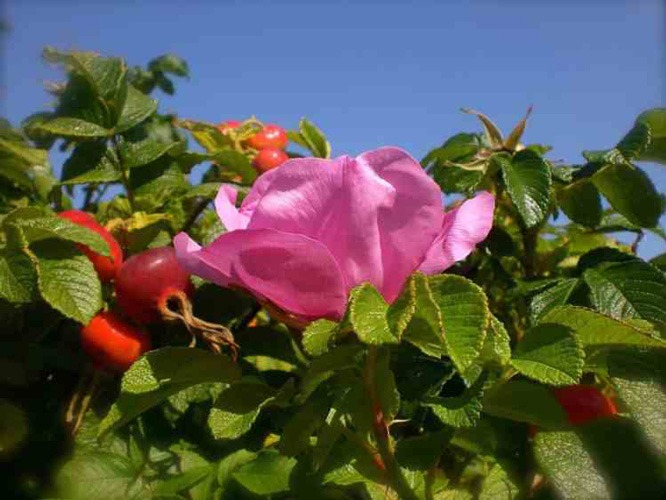 گل رز Rugosa