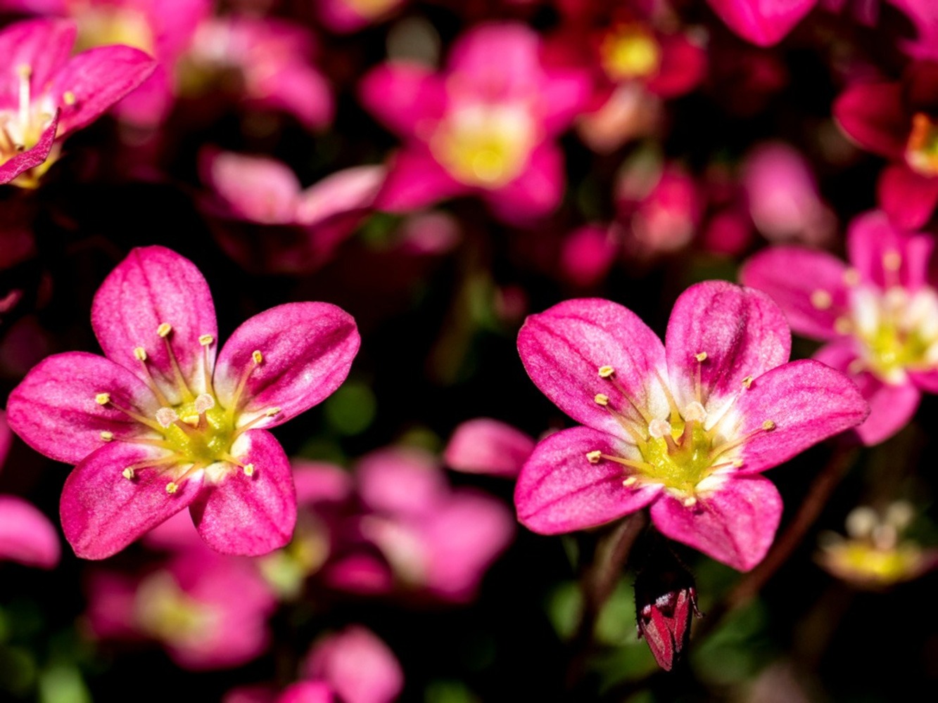 گل Saxifraga |گل ساکسی فراژ