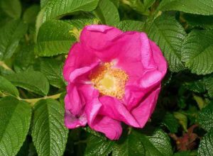 گل رز Rugosa