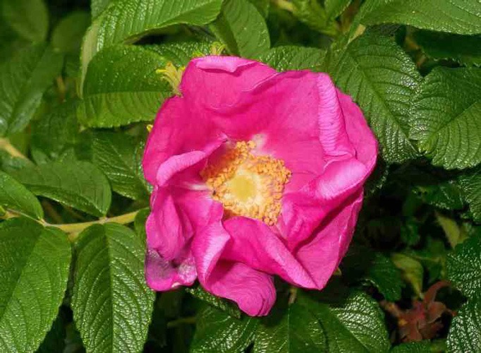 گل رز Rugosa