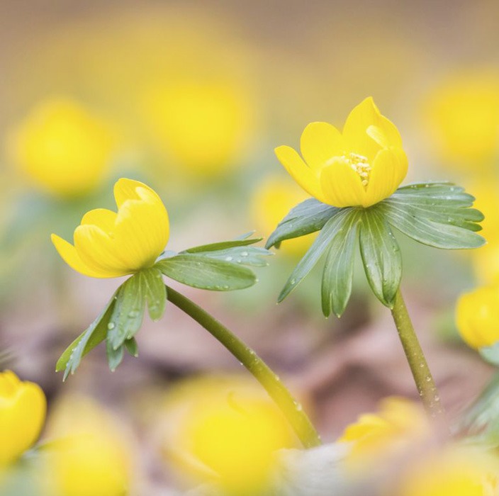 Winter aconite