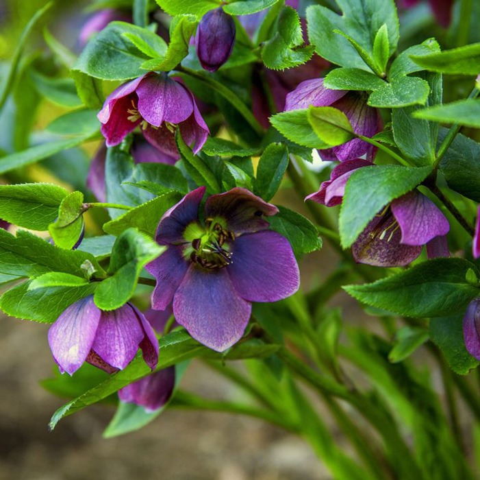 Helleborus یا گل خربق