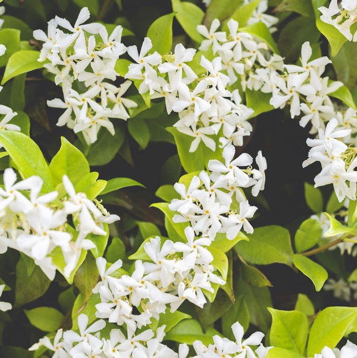 یاس یا Winter jasmine