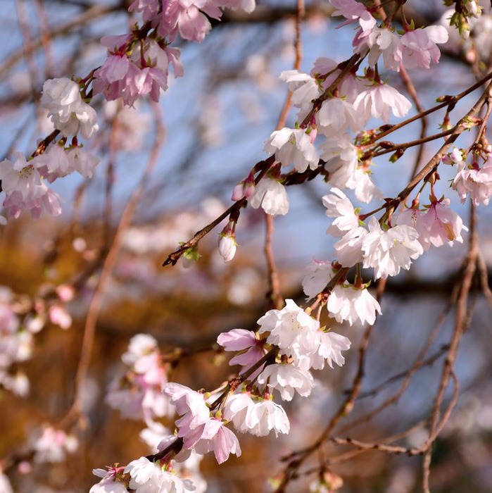 گیلاس گلدار زمستانی یا Winter-flowering cherry