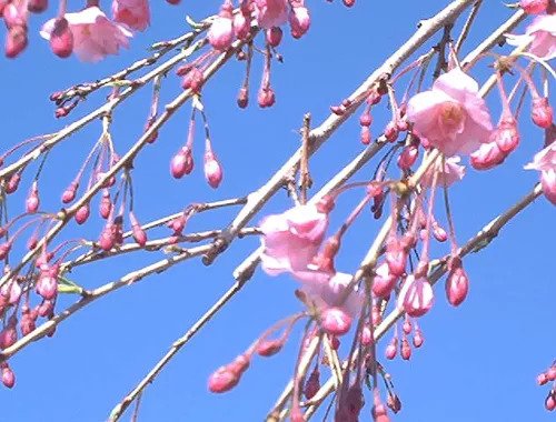 Weeping Higan Cherry