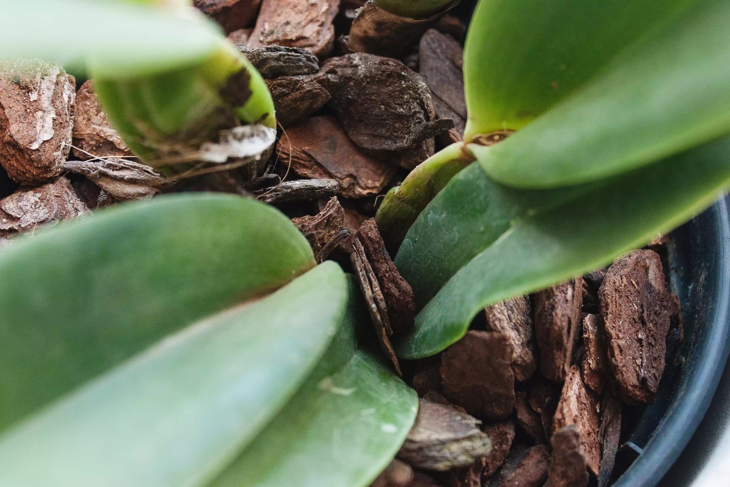 خاک مناسب برای گل ارکیده Cattleya