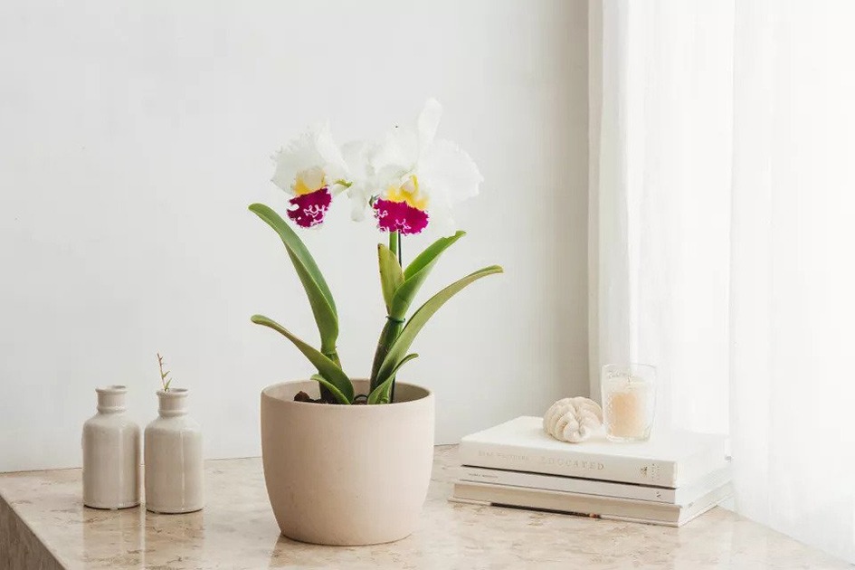 گل ارکیده کاتالیا Cattleya