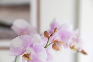 گل ارکیده Phalaenopsis