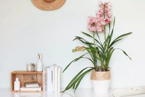 گل ارکیده سیمبیدیوم (Cymbidium)