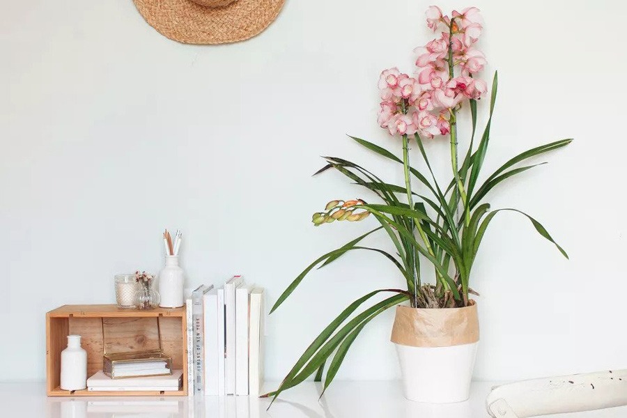 گل ارکیده سیمبیدیوم (Cymbidium)