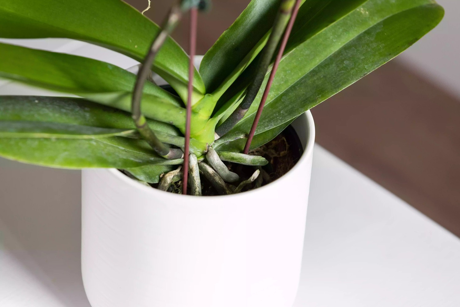 پرورش گل ارکیده Phalaenopsis در گلدان 