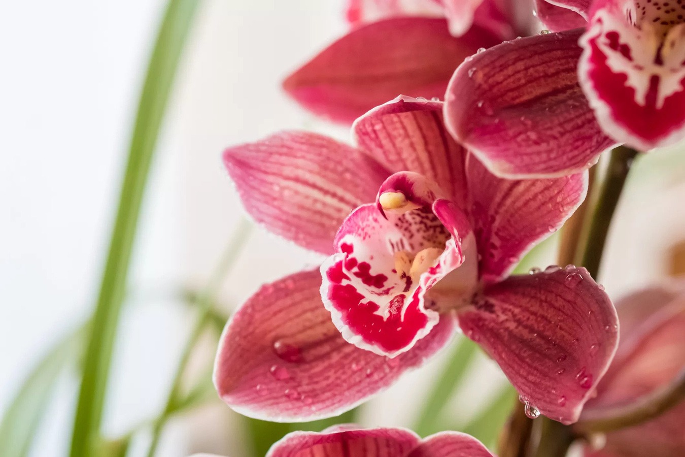 گل ارکیده کاتالیا Cattleya