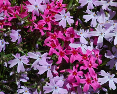 Moss Phlox