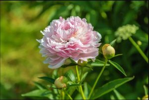 گل صد تومانی چینی