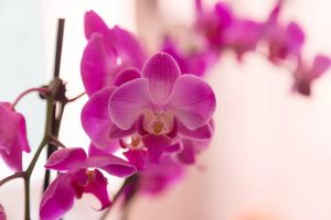 گل ارکیده Phalaenopsis