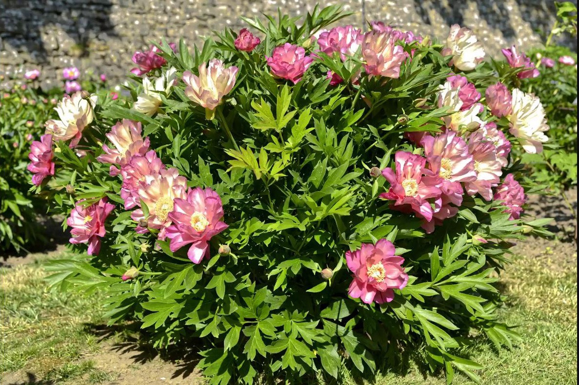 گل صد تومانی چینی