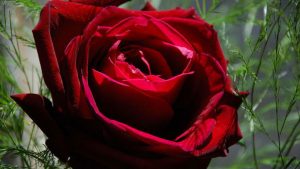 چگونه بذر گل رز را بکاریم
