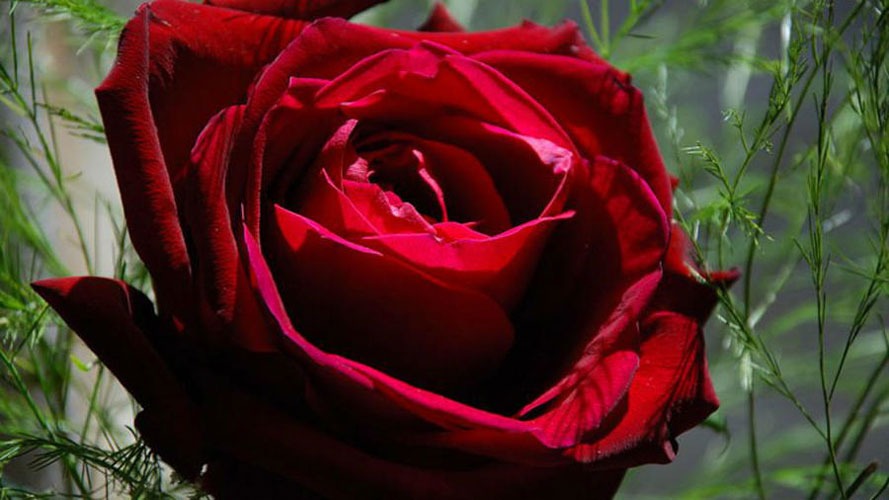 چگونه بذر گل رز را بکاریم
