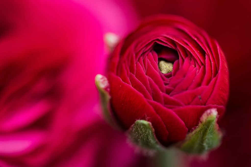 نحوه گلدهی بیشتر گل رز