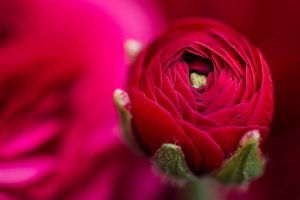 نحوه گلدهی بیشتر گل رز