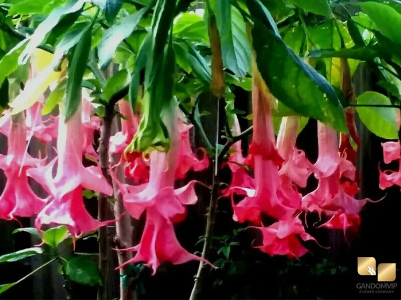Angel's Trumpet| گل شیپوری| گل شیپور فرشته