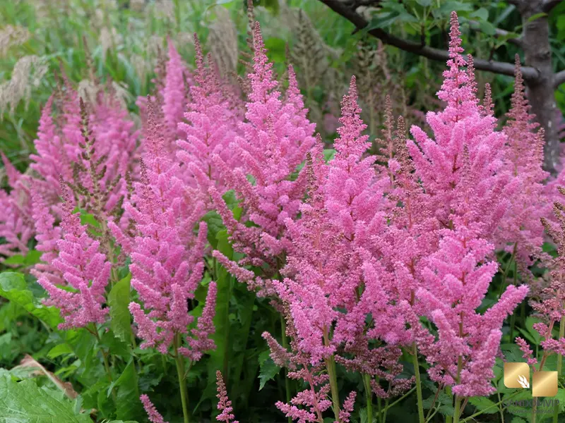 Astilbe|آستیلب