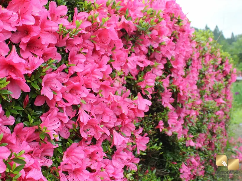 Azalea|گل آزالیا