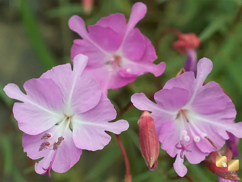 Clarkia| گل کلارکیا