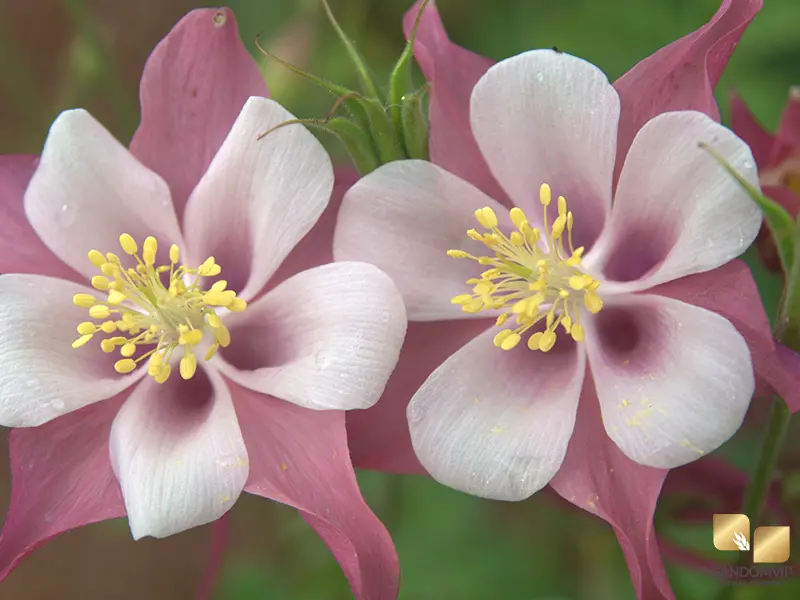 Columbine| گل آکوئیلجیا (گل دلفینی زینتی)