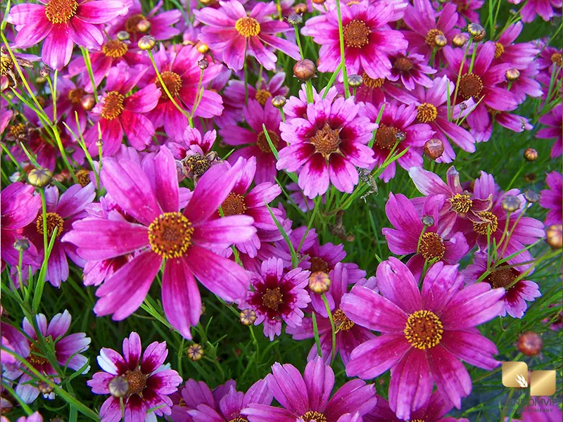 Coreopsis (Pink Varieties)|گل اشرفی صورتی