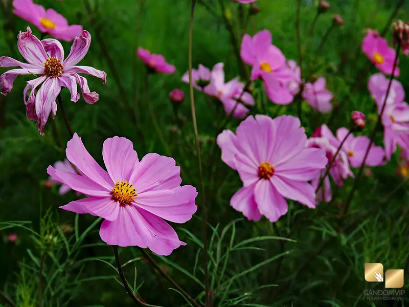 Cosmos| گل کوسموس (کازموس)