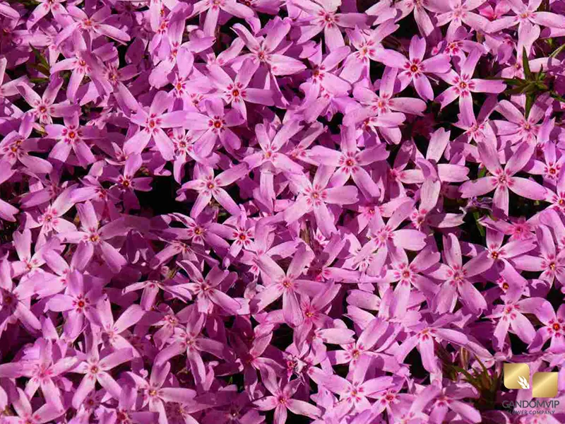 Creeping Phlox|خزنده (Phlox stolonifera)