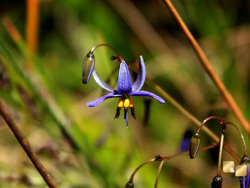 Dianella|دیانلا (سوسن آبی زینتی)