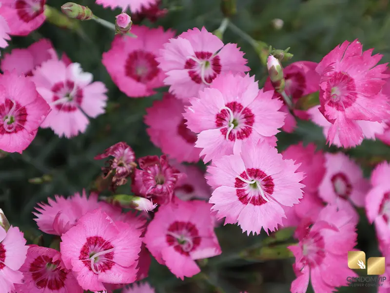 Dianthus|دیانتوس (میخک زینتی / صورتی)
