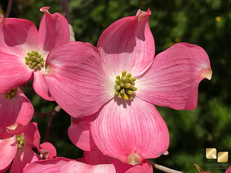 Dogwood (Pink Flowering)|درخت داگ‌وود گلدار صورتی