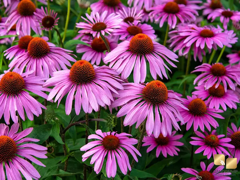 Echinacea| سرخارگل (اکیناسه)