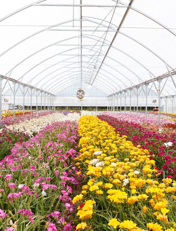 ماندگاری گل ها