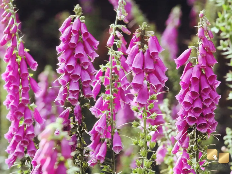 Digitalis purpurea یا گل روباه|Foxglove
